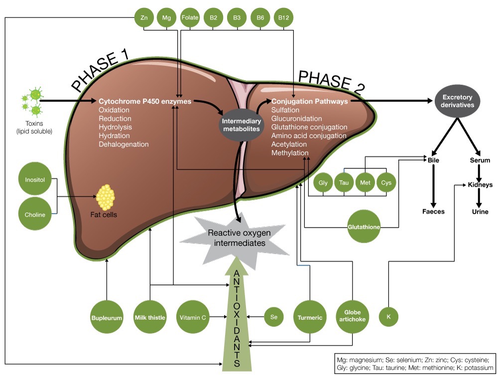 liver detox function psihoz parazitar