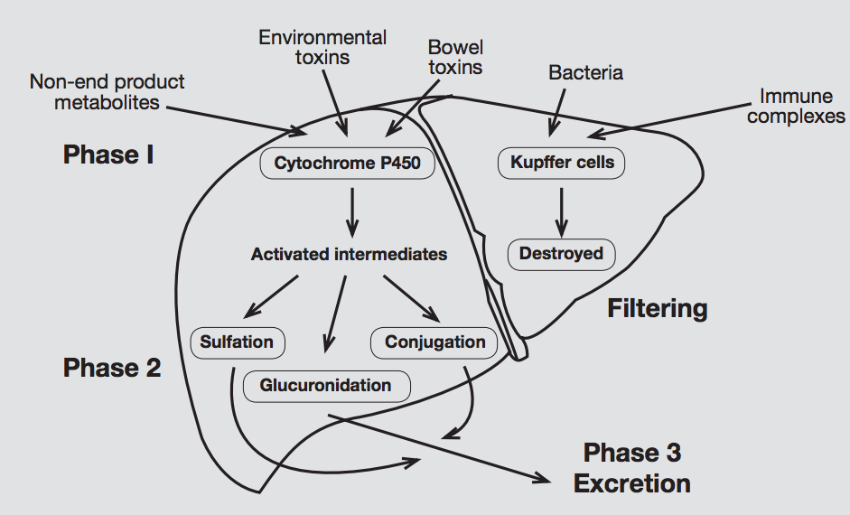 liver detoxification pathways and support nutrients)
