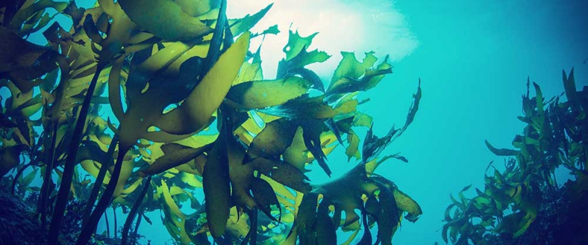 Promising results for seaweed as sunscreen alternative