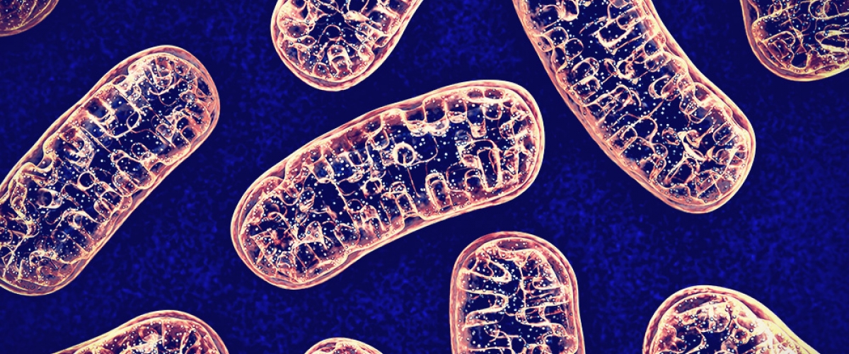 Mitochondrial dysfunction in autism spectrum disorders