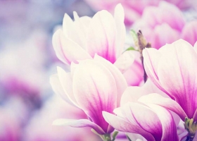 Beautiful pink and white magnolia flowers blooming