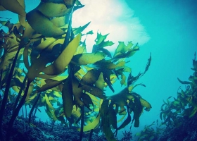 Promising results for seaweed as sunscreen alternative