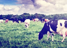 dairy cows in field