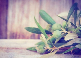 Herbal medicine olive leaf on wooden background
