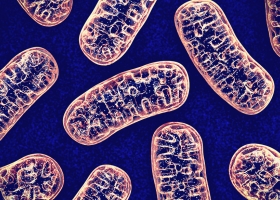 Mitochondrial dysfunction in autism spectrum disorders
