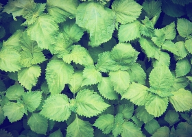 Perilla: a key herb for allergies