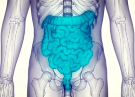 digestive system, intestines, leaky gut